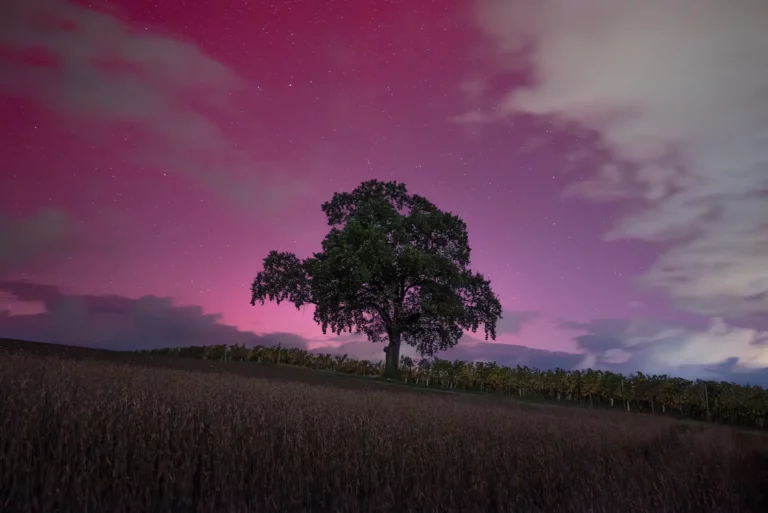Arbre solitaire sous un ciel étoilé aux teintes rose et violette, dans un champ au crépuscule