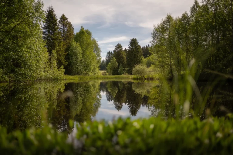 Petit étang calme entouré d’arbres, reflets de la forêt sur l’eau par une journée lumineuse