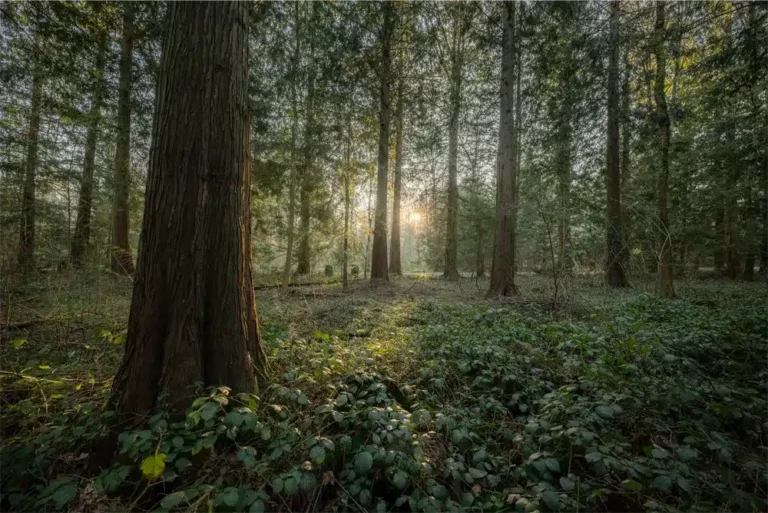 Forêt avec un grand arbre, soleil rasant à travers les branches