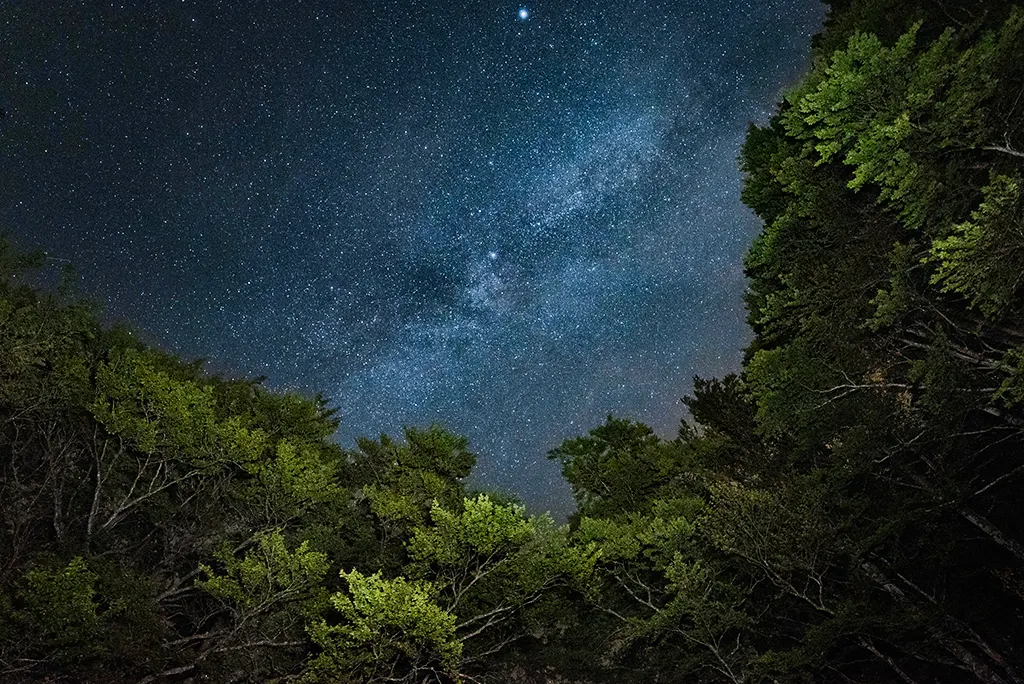 Voie lactée visible au-dessus d’une forêt, vue depuis le sol